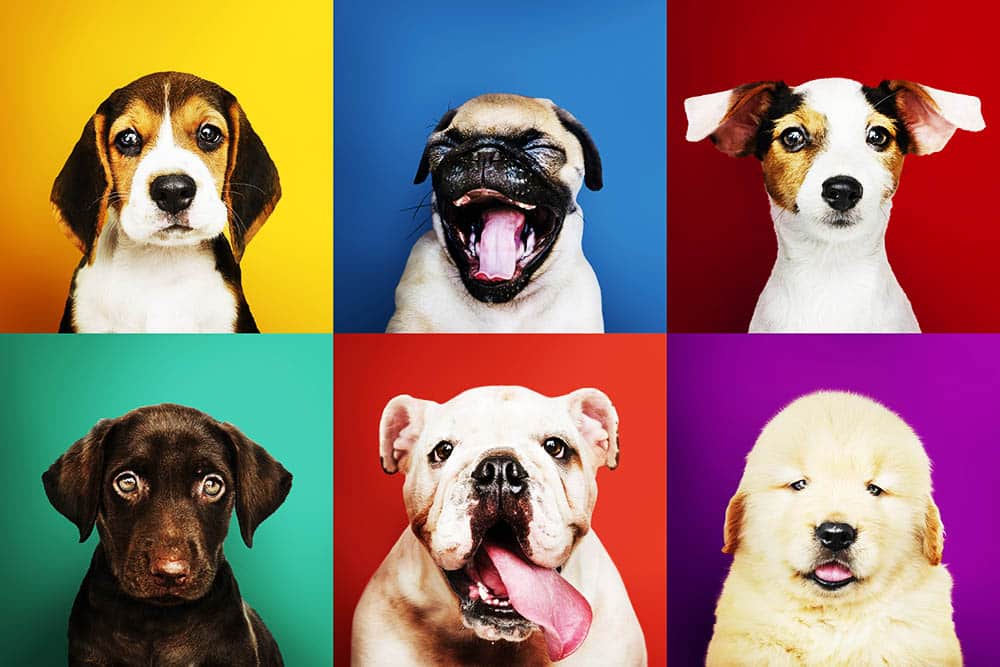 Descubre las maravillosas razas de perros que existen en el mundo